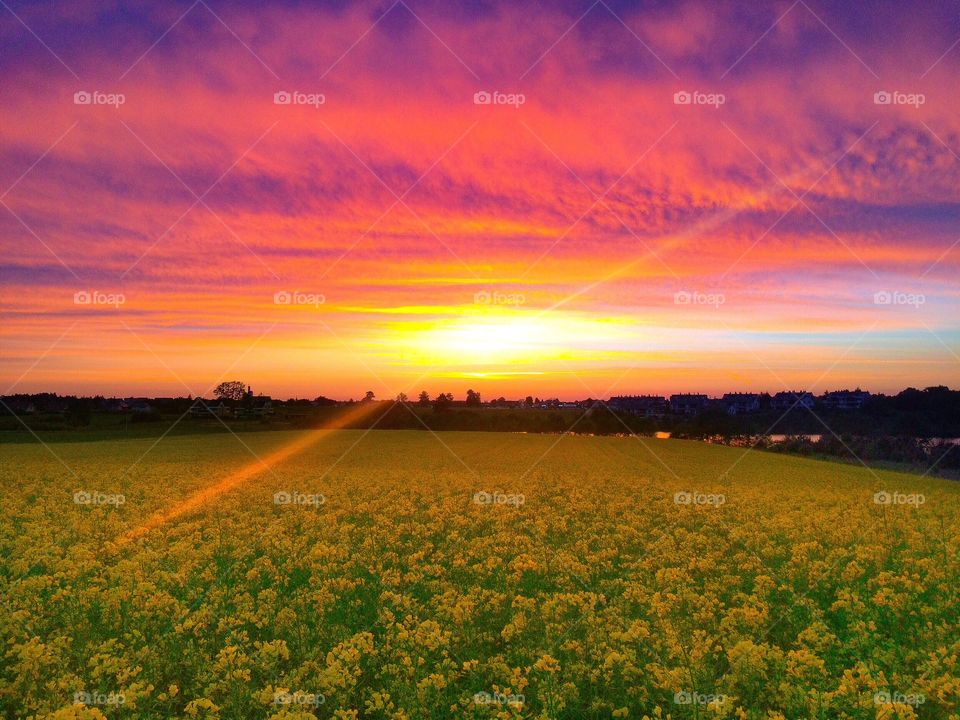 Shot taken in the middle of the rapeseed field during the beautiful, colorful sunset.