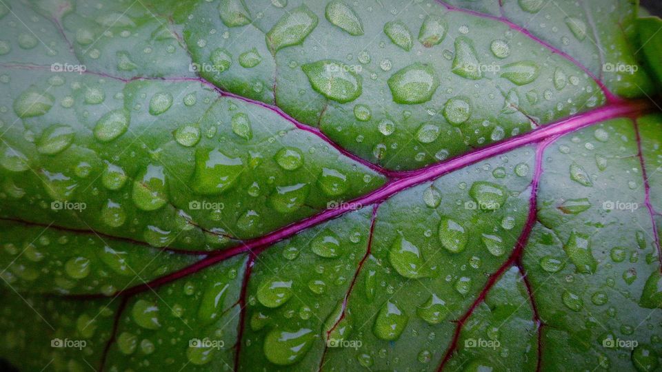 raindops on a leaf