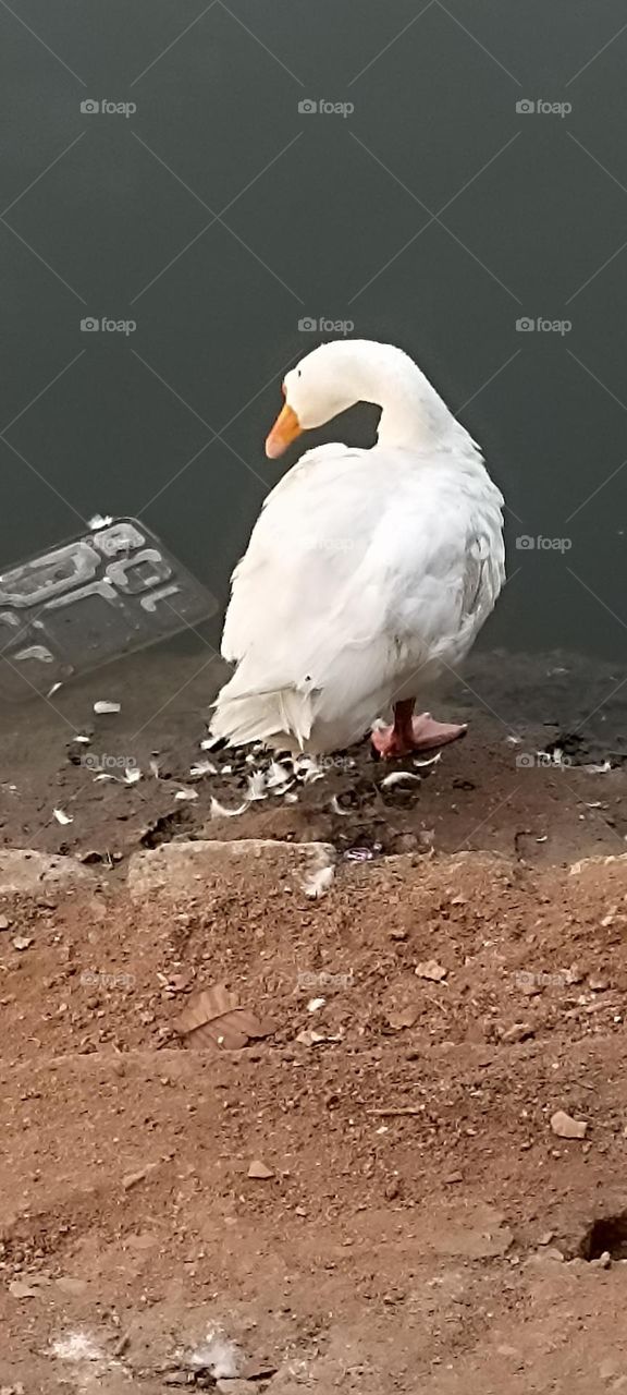 I lost so many feathers so keep water ponds clean for our future generations.