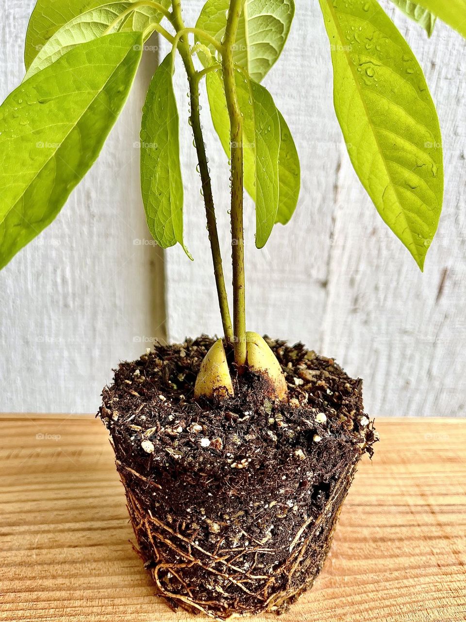 Avocado Plant Pit and Roots