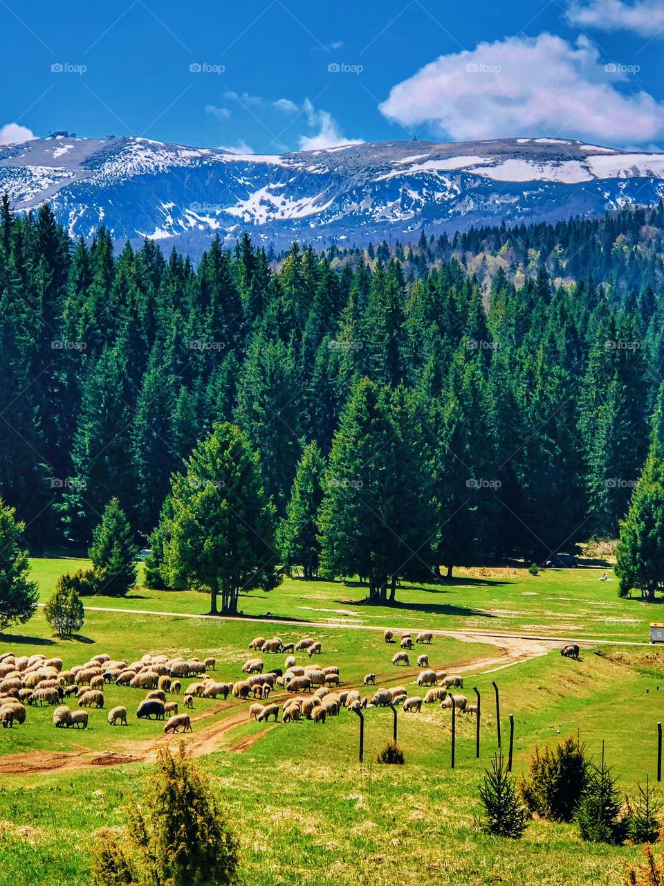 Sheep, snow and greenery all in one place, Olympic mountain Igman in spring