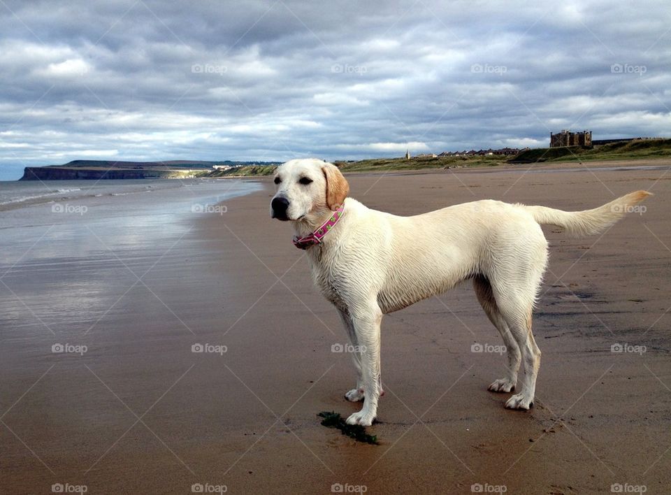 Beach dog!