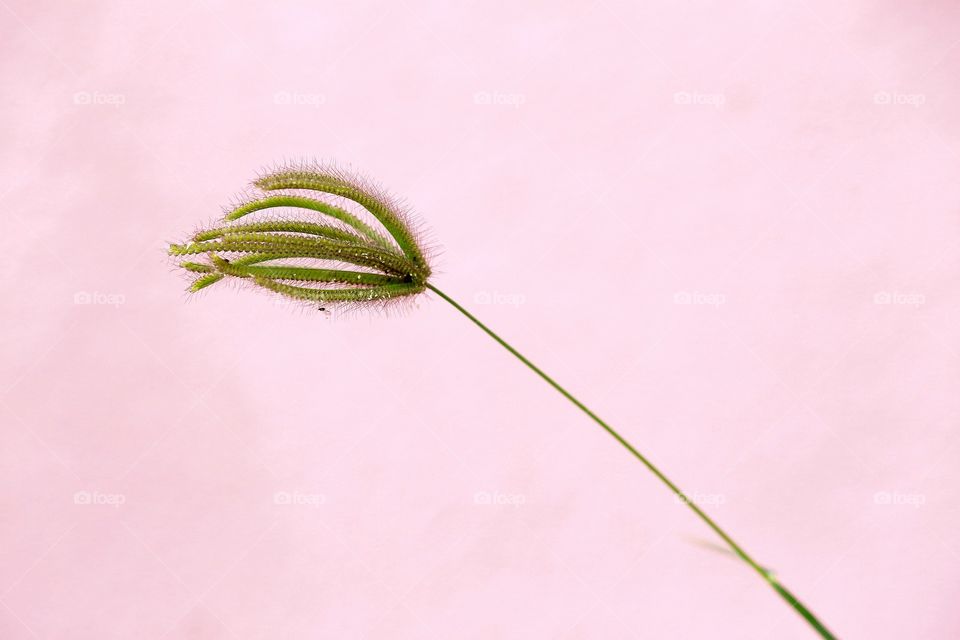 Swallen fingergrass closeup, as wall pink color background.