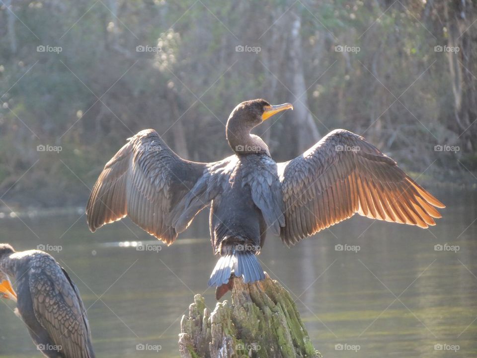 Tricolored heron 