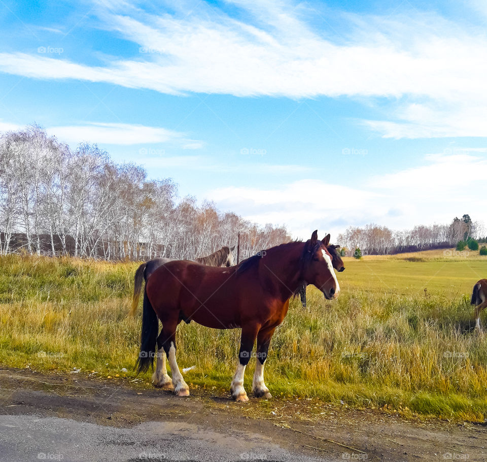 Лошади кони небо трава осень дерево поле табун лошадей