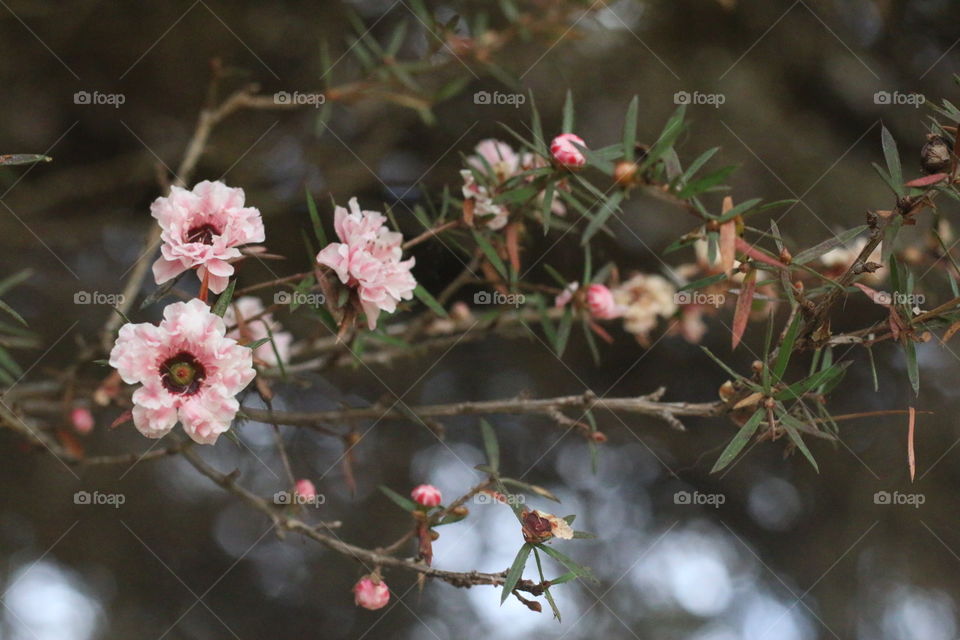 Small pink flowers 