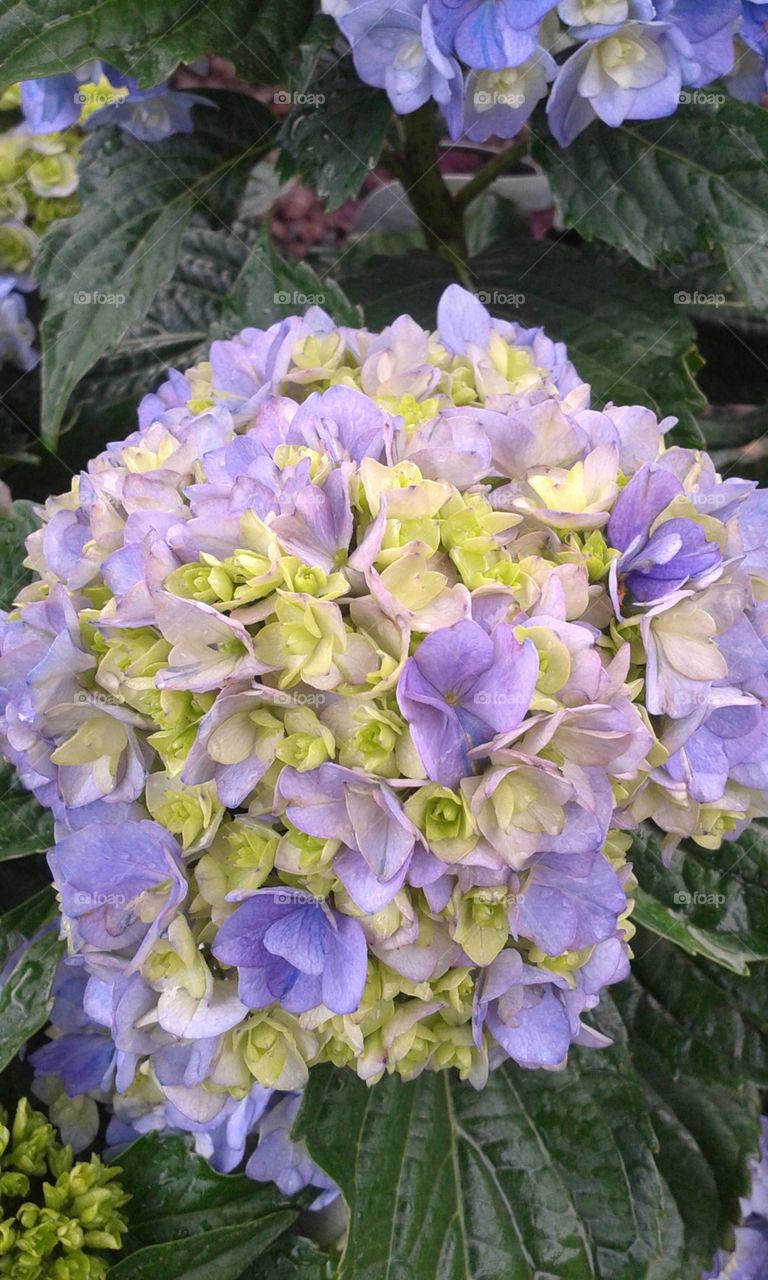 Dazzling beauty. Just loving the two toned mop like heads of this variety