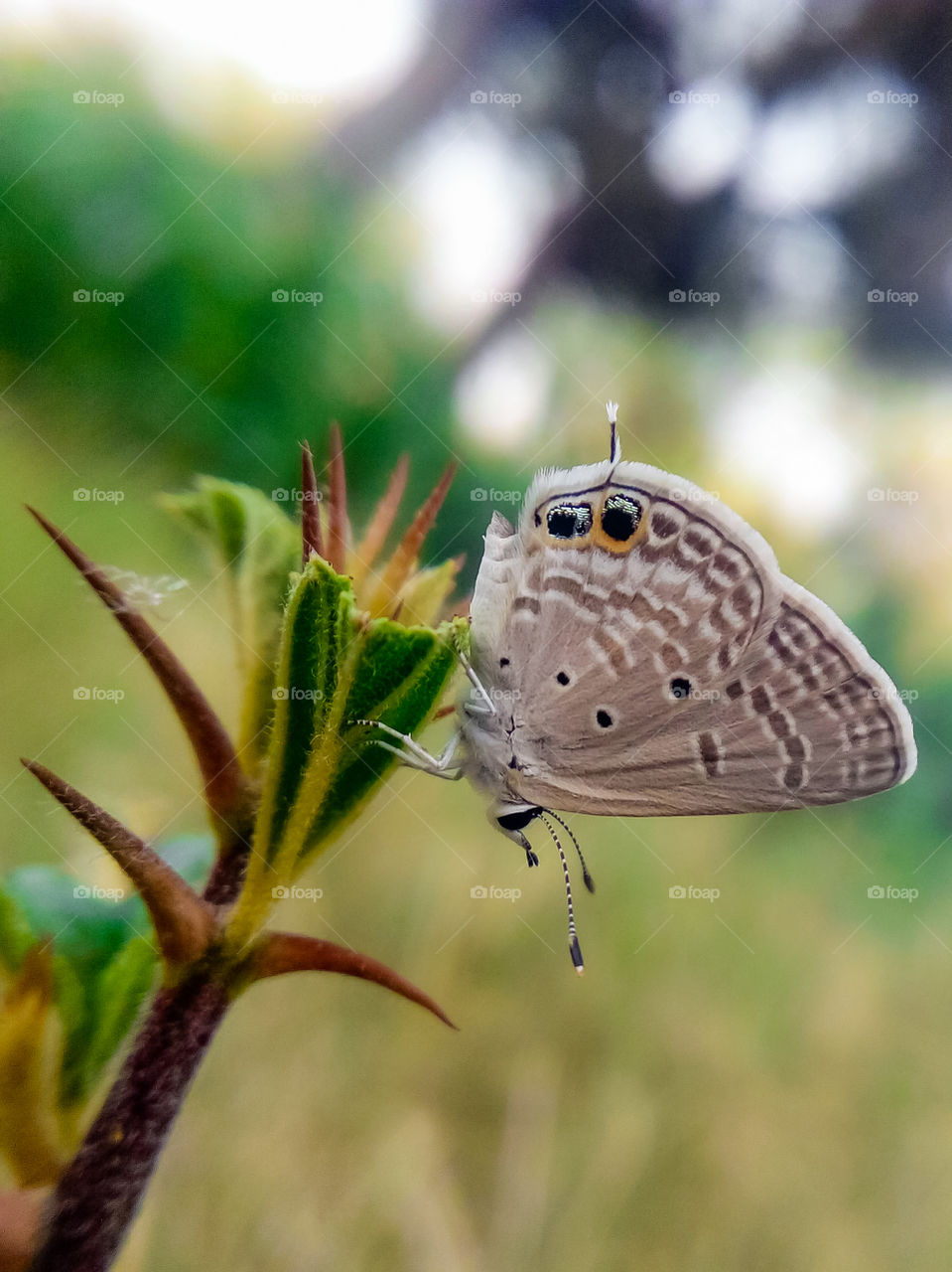 small blue butterfly