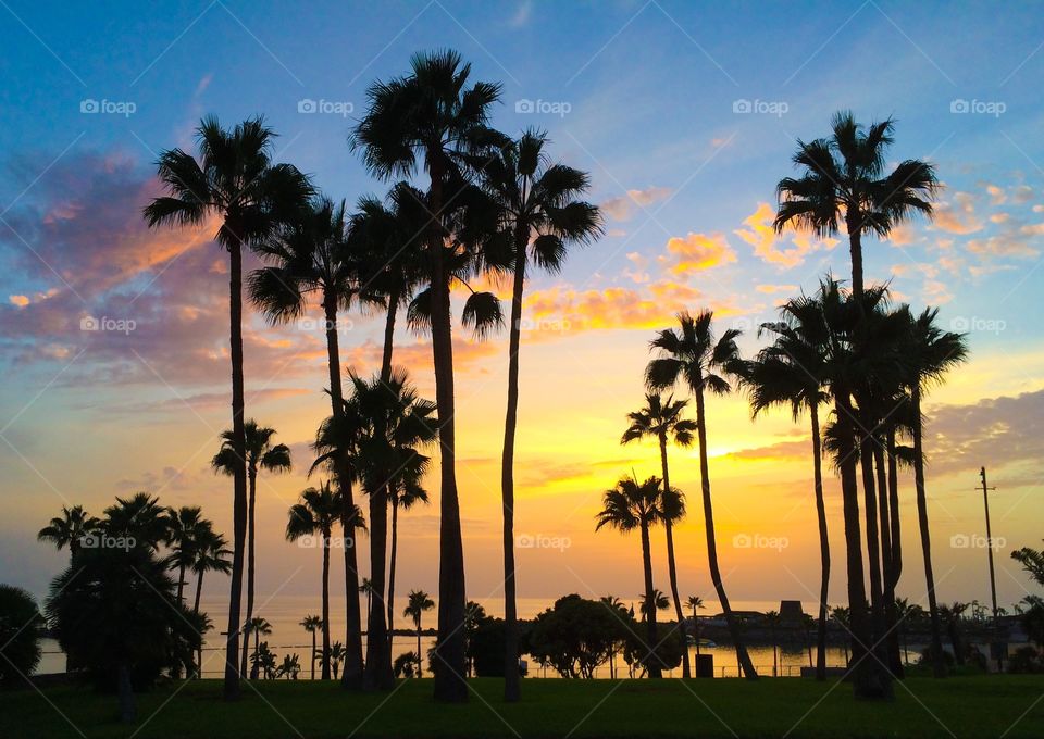 Silhouette of palm trees in front of beach at sunset