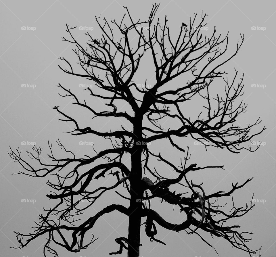 Blackbirds roost in the limbs of an old tree - Monochrome photography by Foap