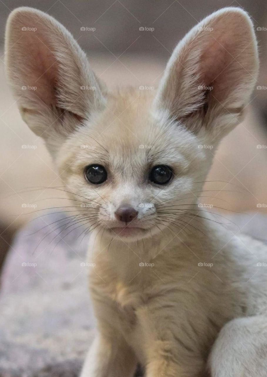 Desert fennec