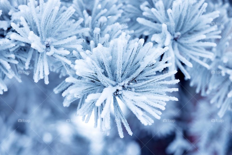 A frozen pine branch. Frost on a pine branch. macro