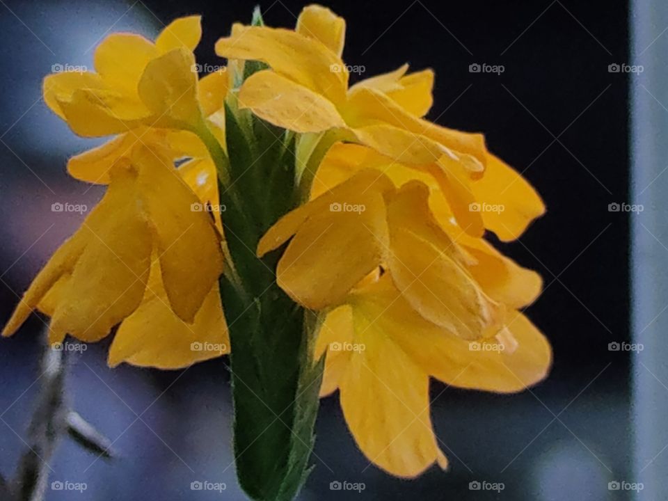 yellow flowers