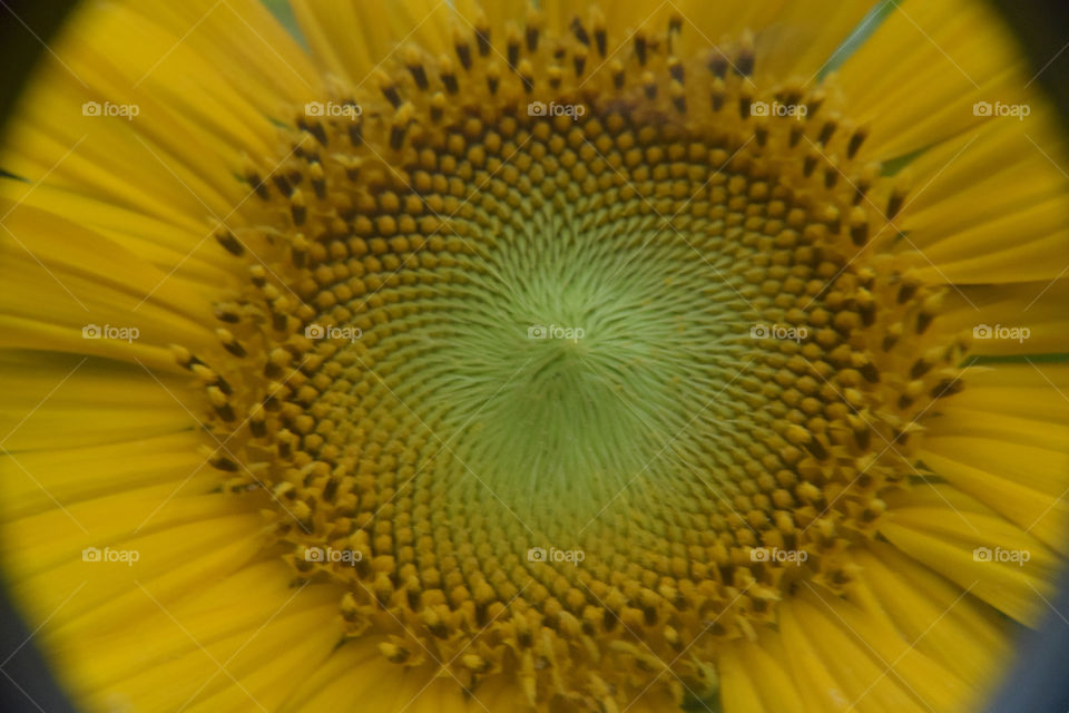 Sunflowers and symmetrical shapes 