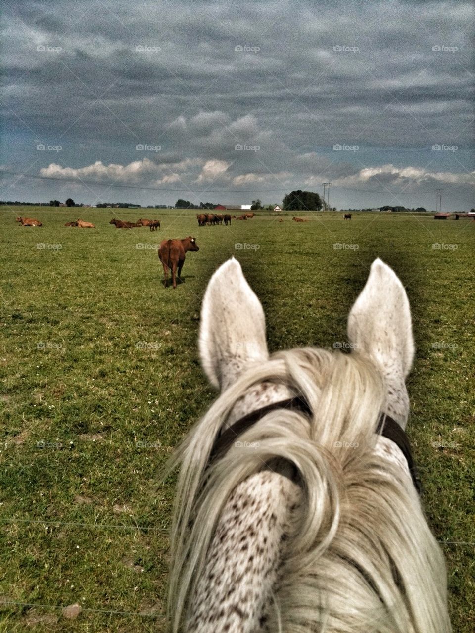 Horse cow watching