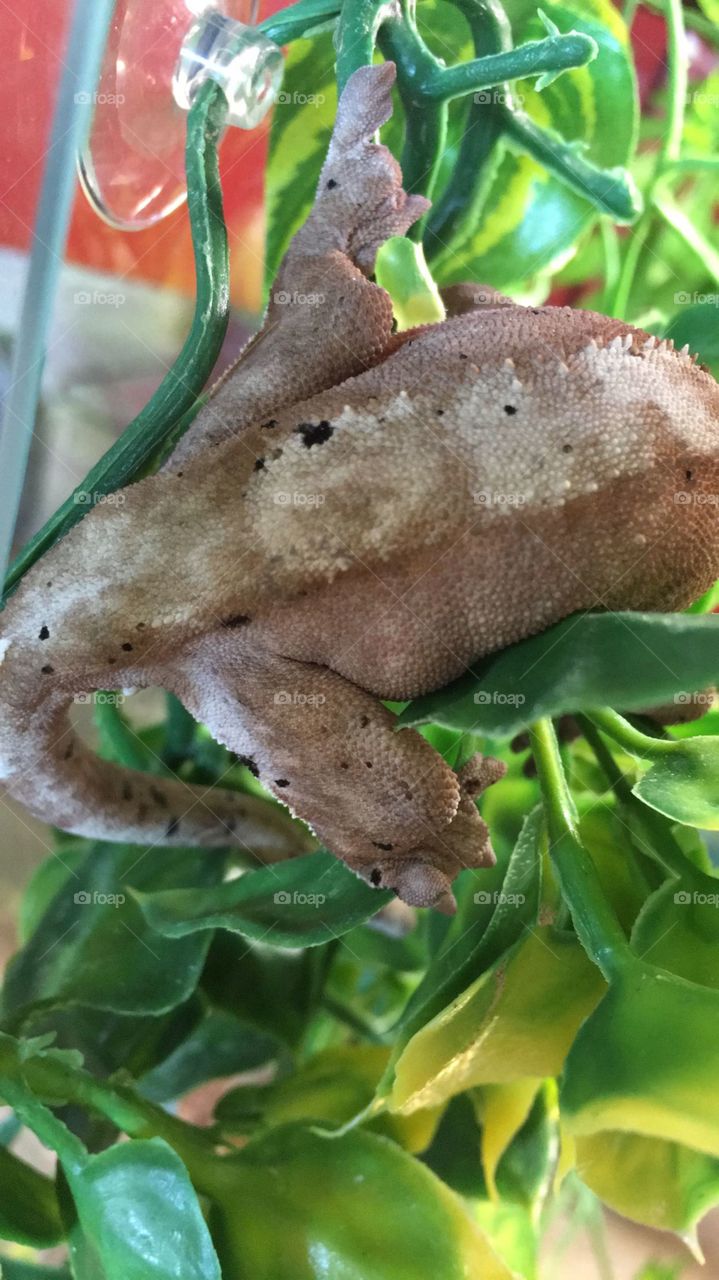 Gravid Crested Gecko, laying so you can see the eggs she's going to lay soon.