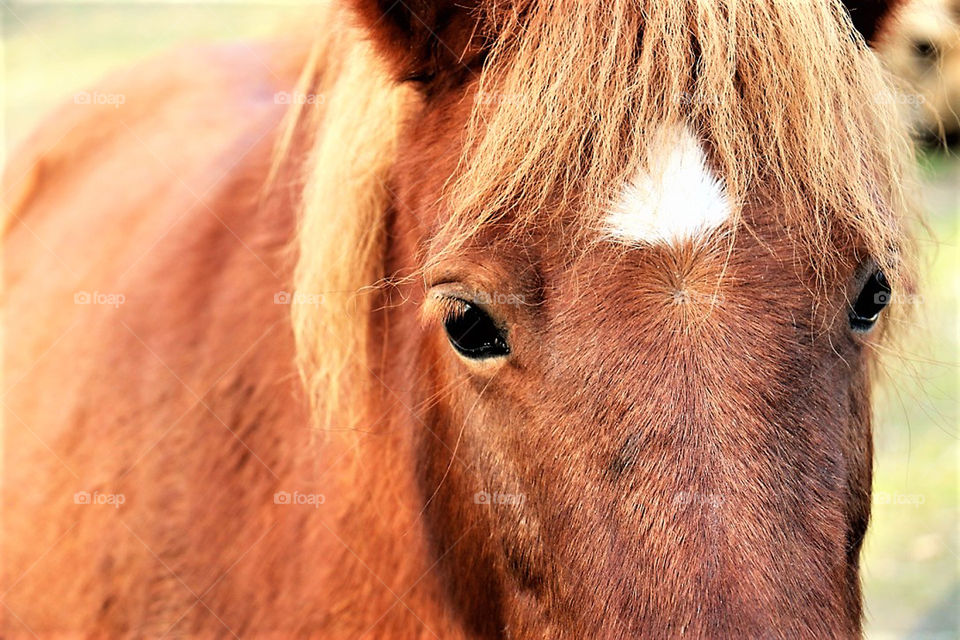 Horse Close-up