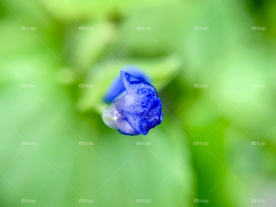 Macro photography: top view of purple flower blooming 