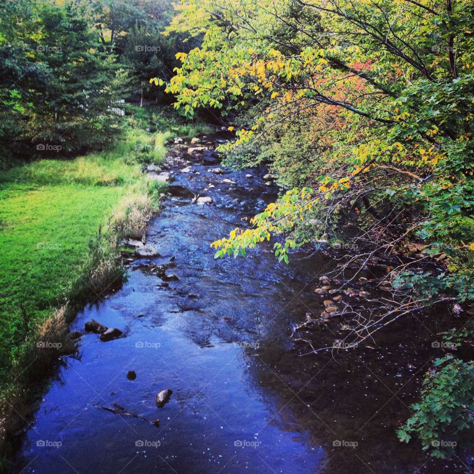 Forest Autumn . autumn forest River