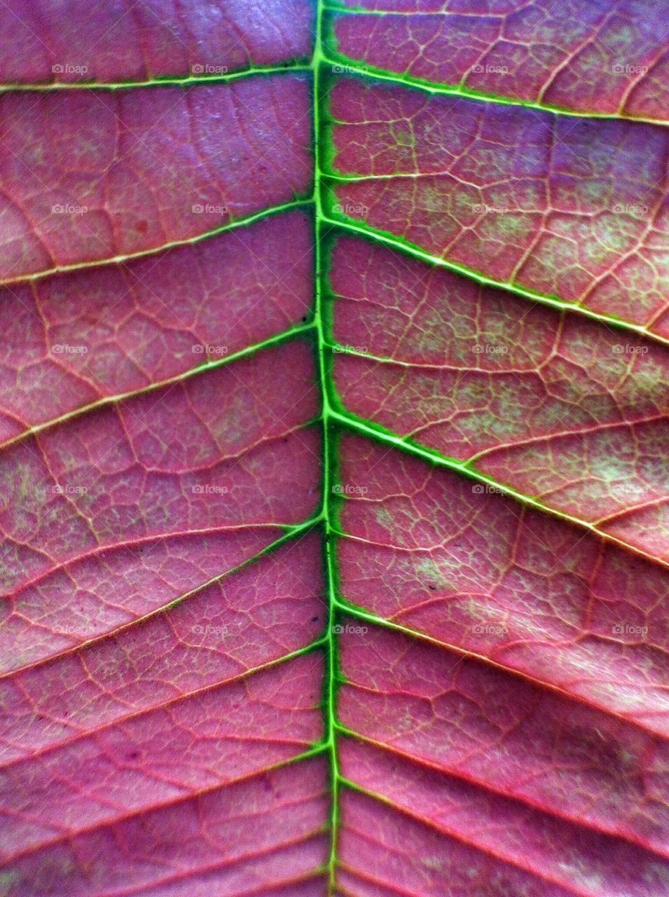 poinsettia leaf