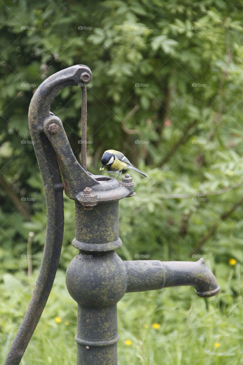 sweden summer bird fågel by rudestar