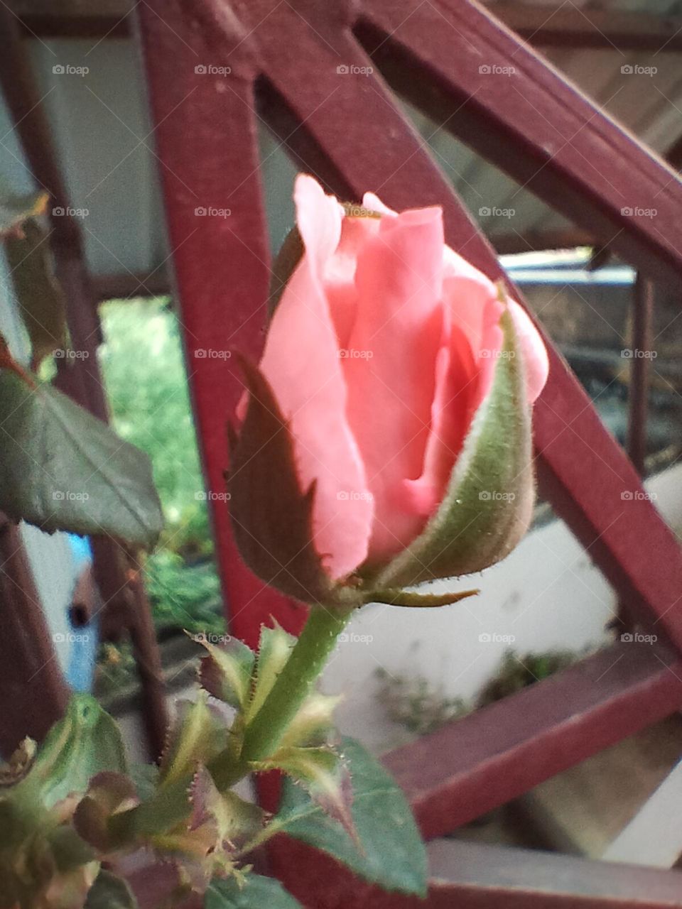 Rose bud