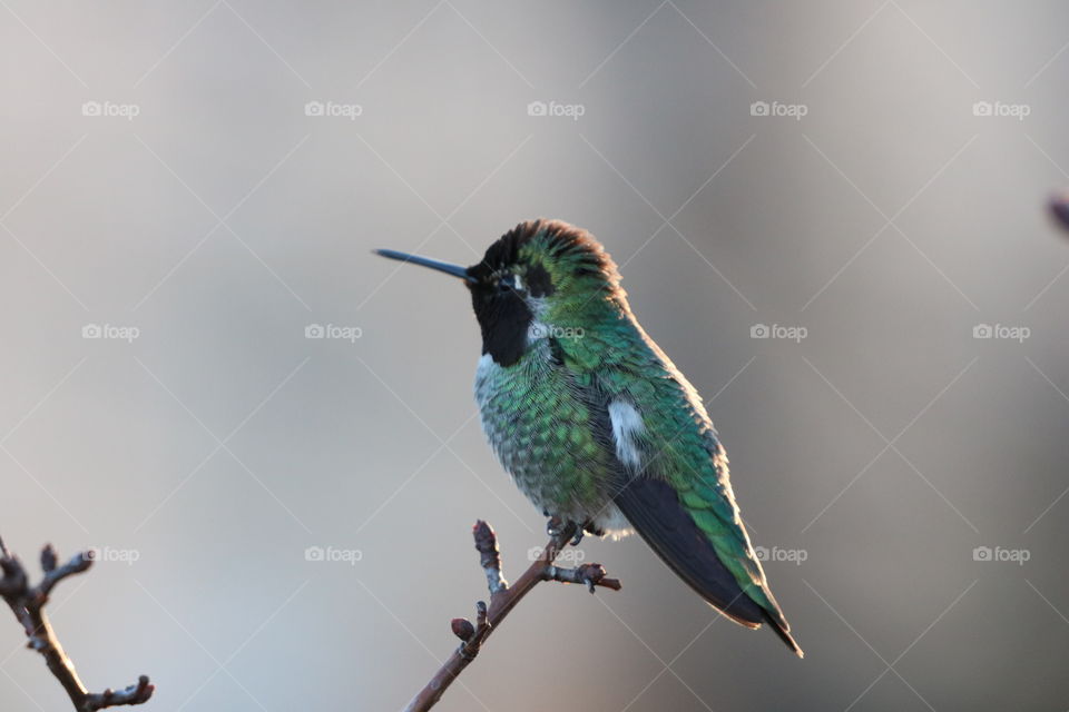 Hummingbird perching on top of branch with buds , it’s green colour shining on the afternoon light..