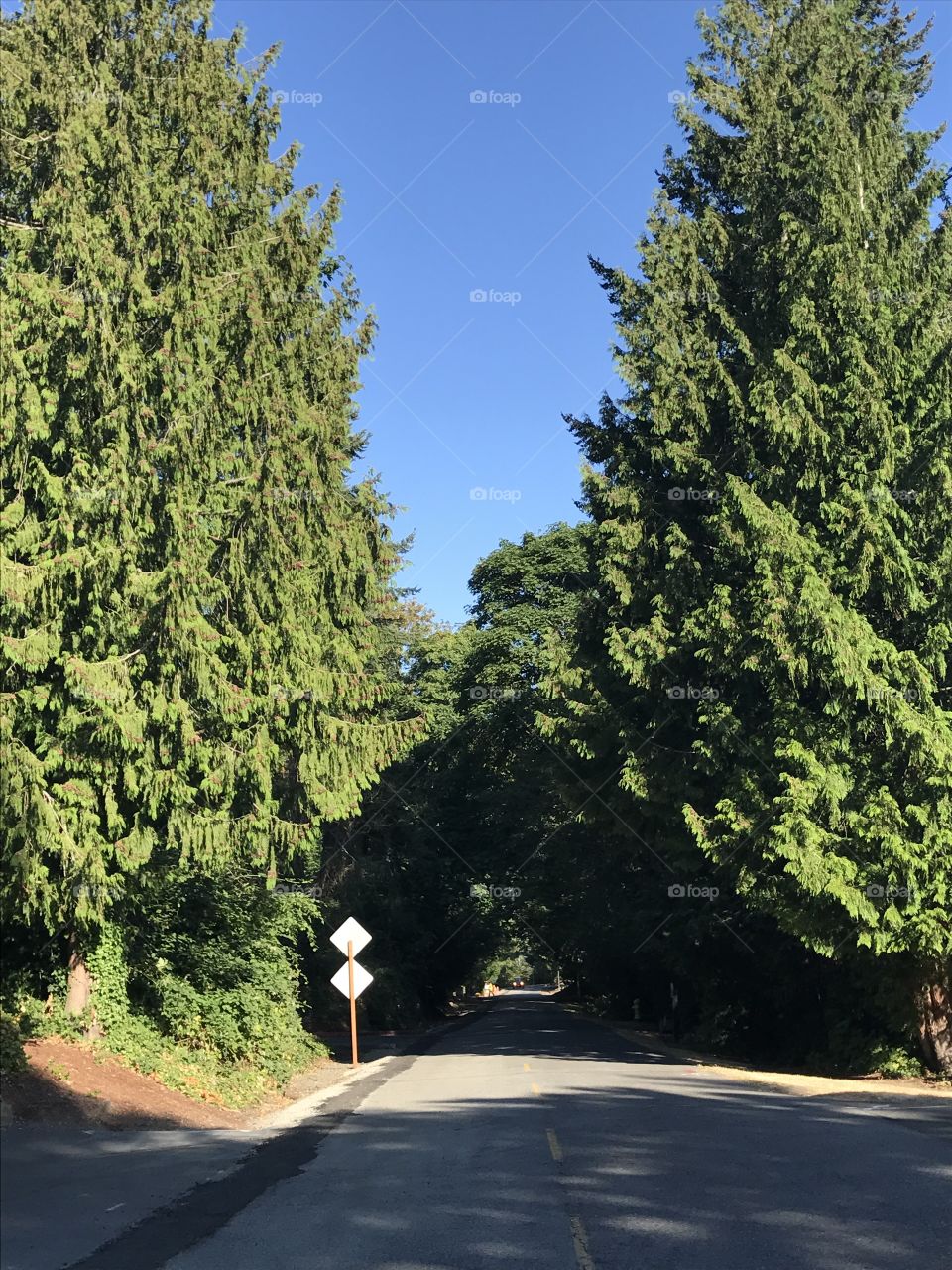 A natural tunnel made by the trees