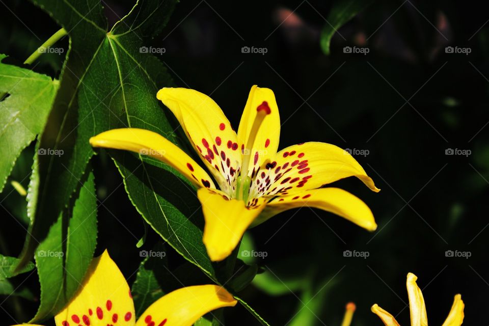 Close-up of yellow flower