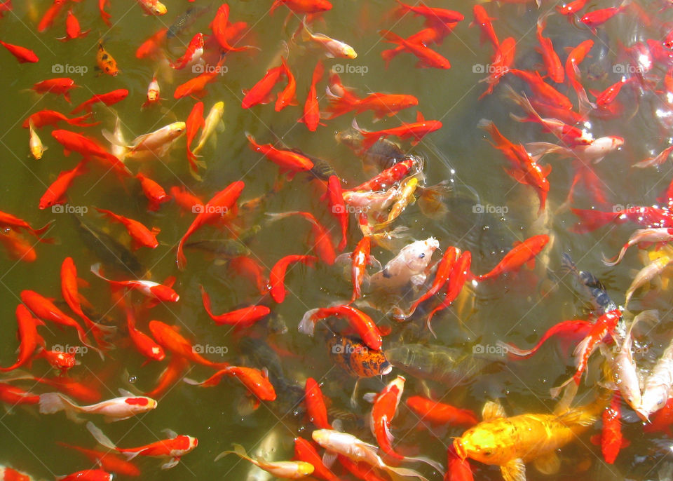 white china orange pond by mengzishiliu