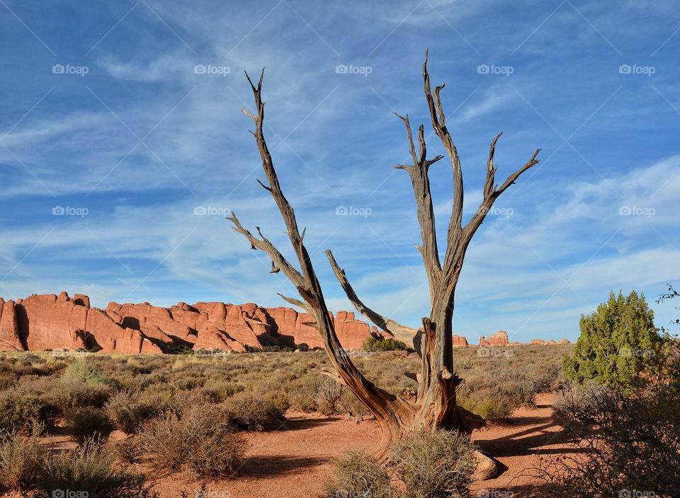 Desert Landscape 