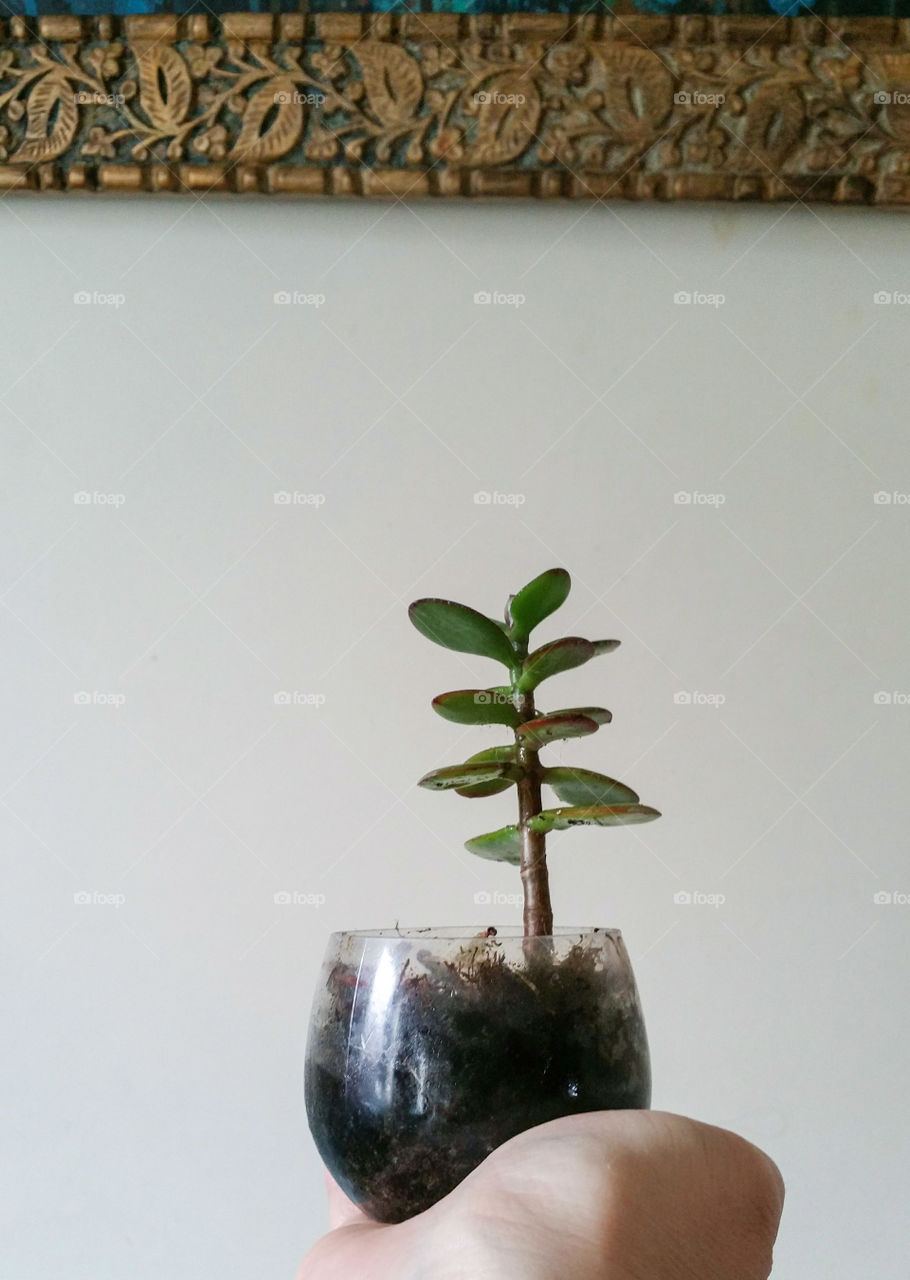 A small crassula plant in a pot