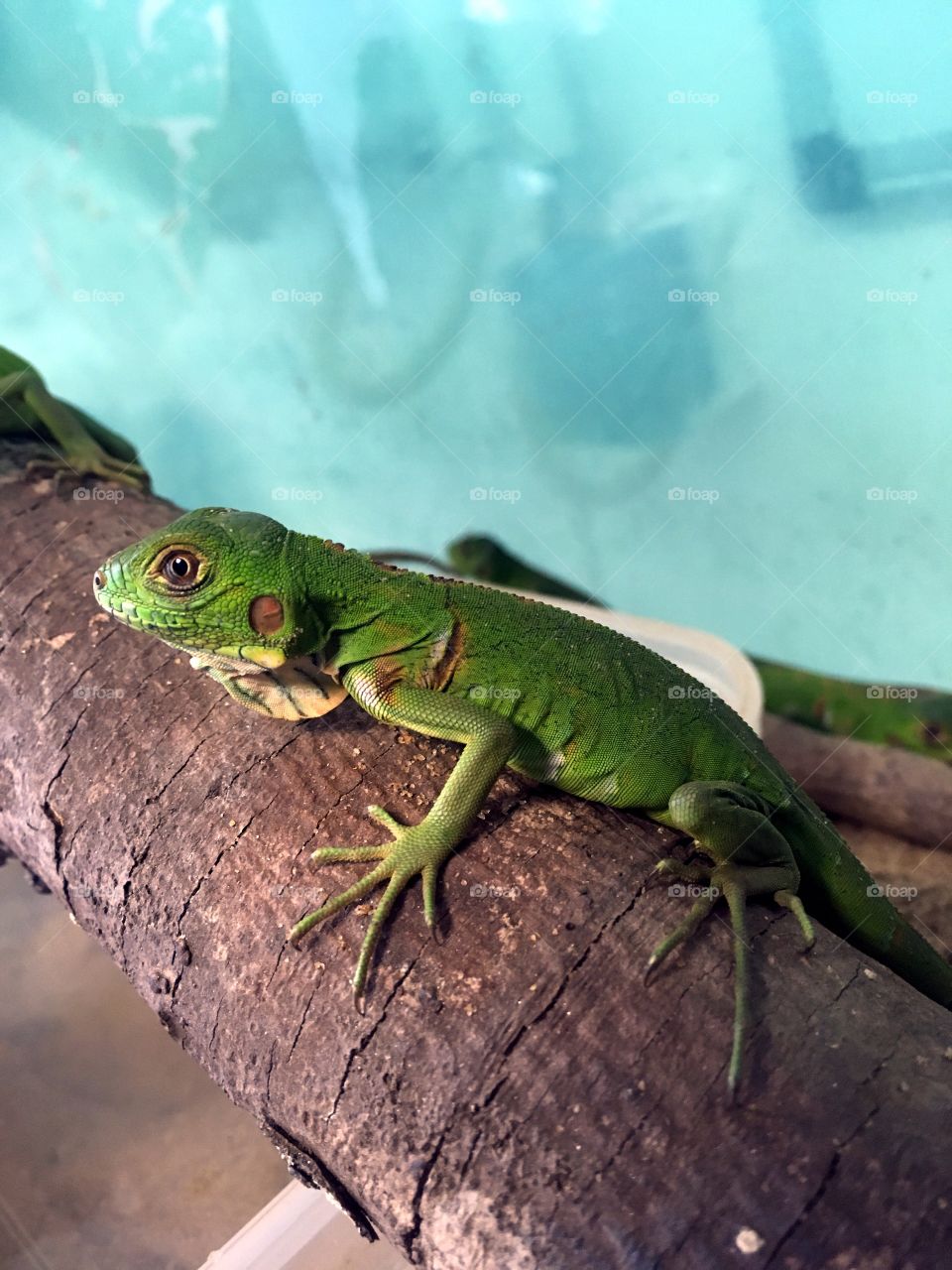 Green iguana