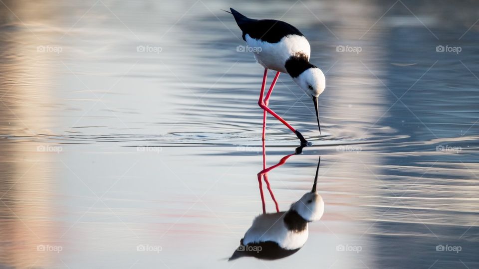 Reflection of the bird on the water 