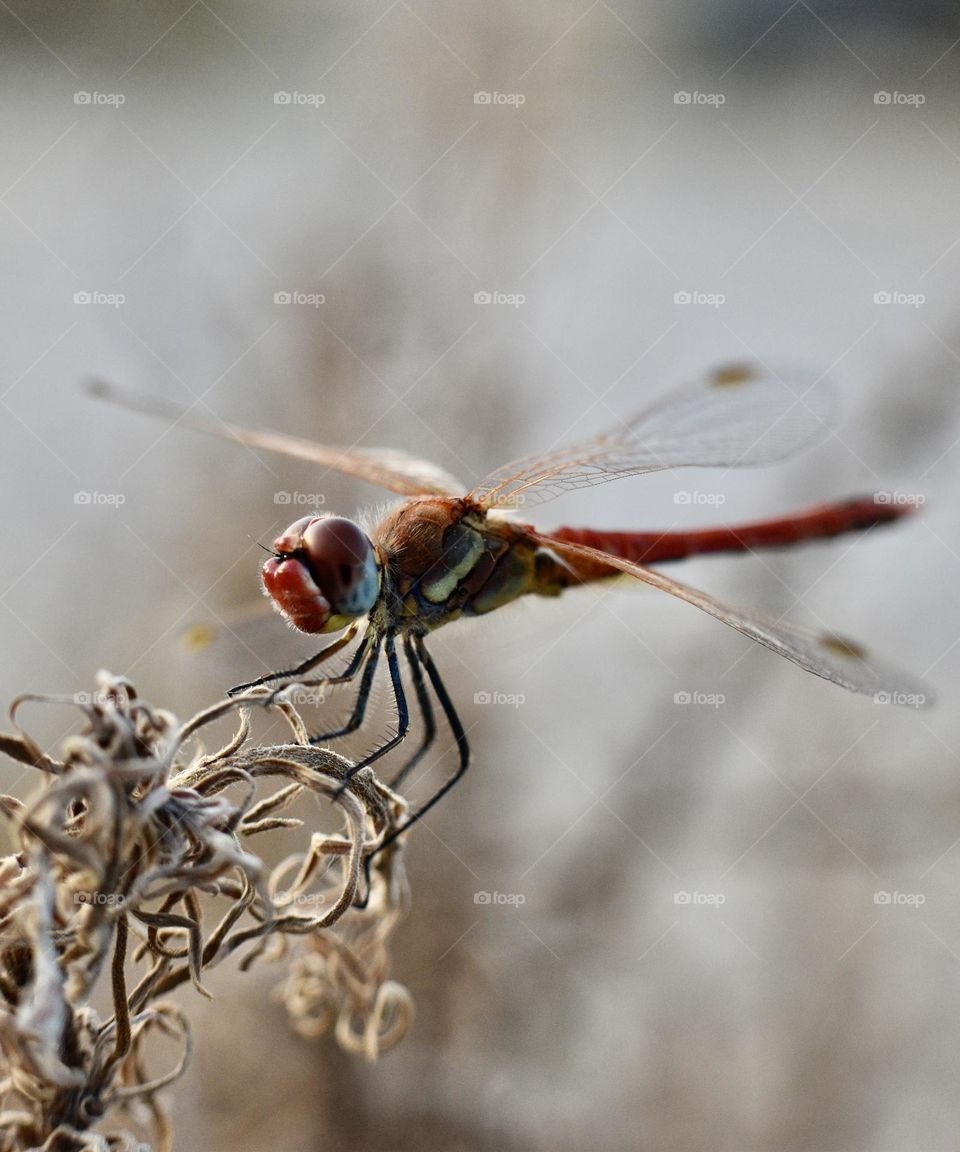 Dragonfly 