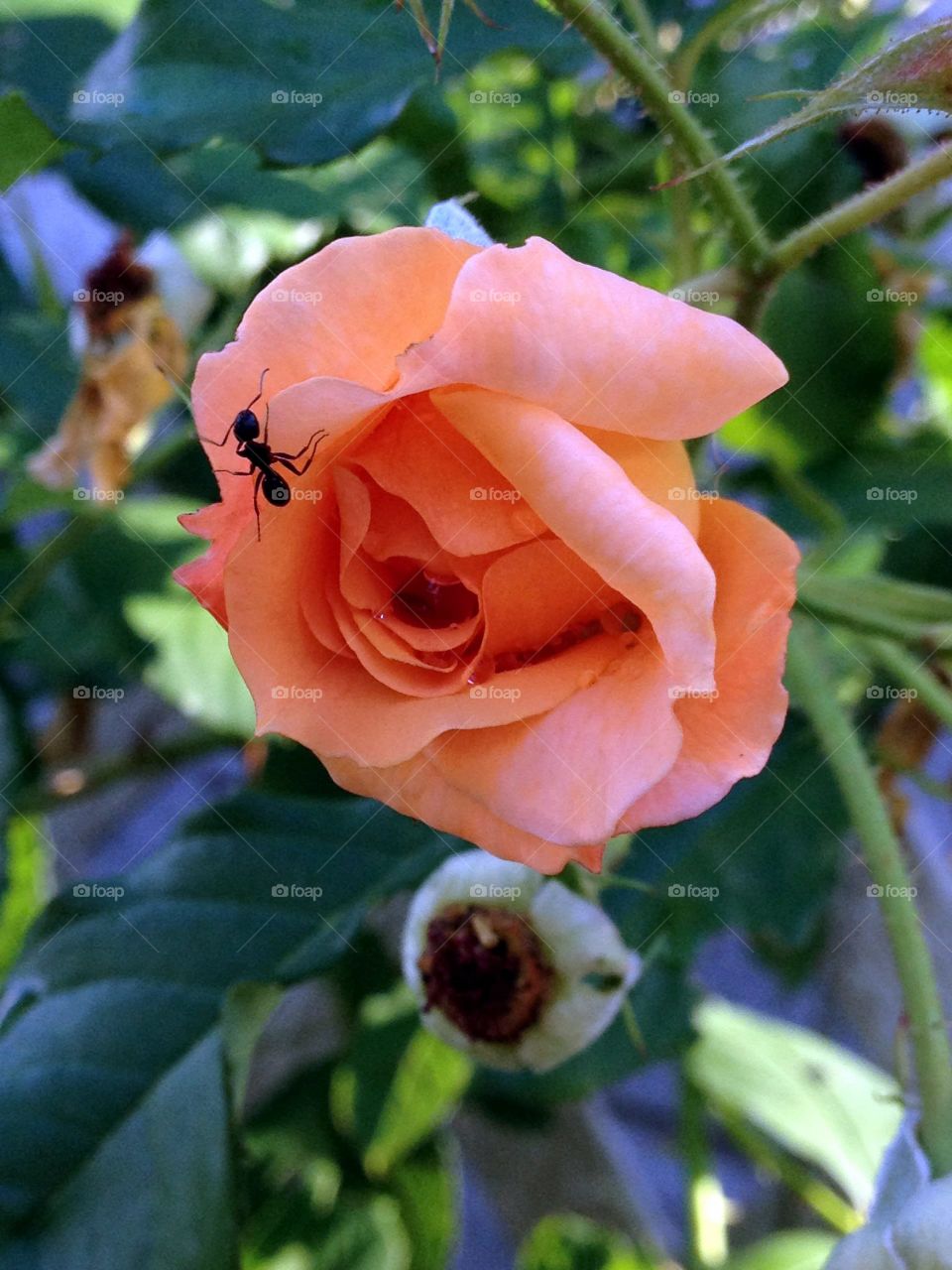 Peach colored flowering rose bush in full bloom with an ant on a petal. These climb on trellises & grow vertically.