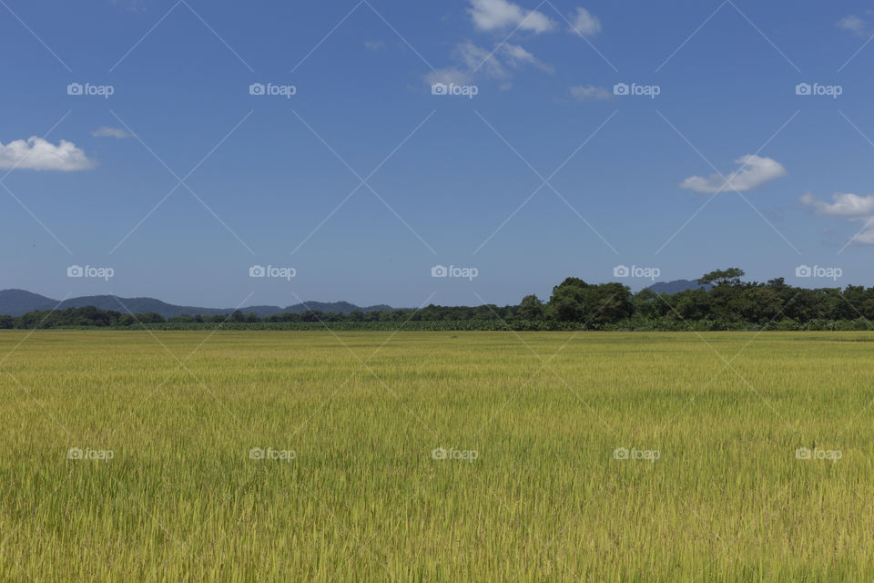 Rural landscape.