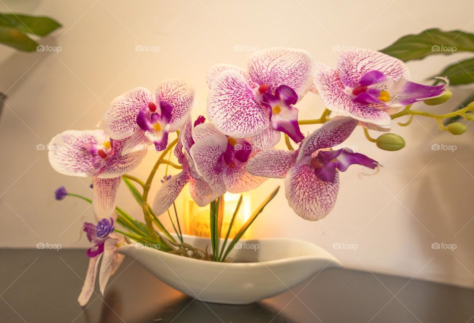 Beautiful Moth orchids