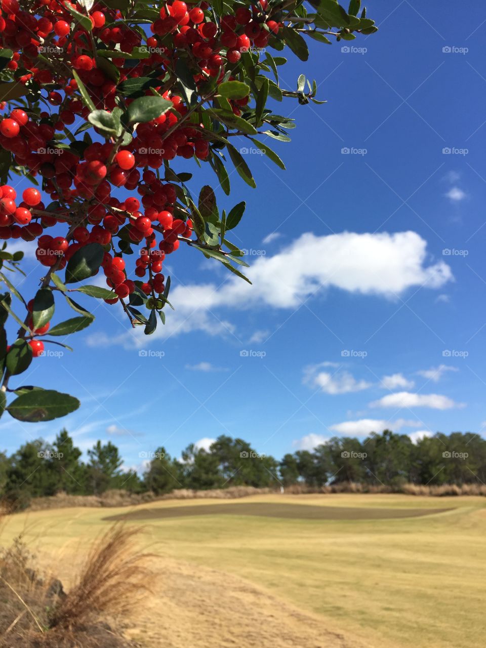 Red berries and a sunny day