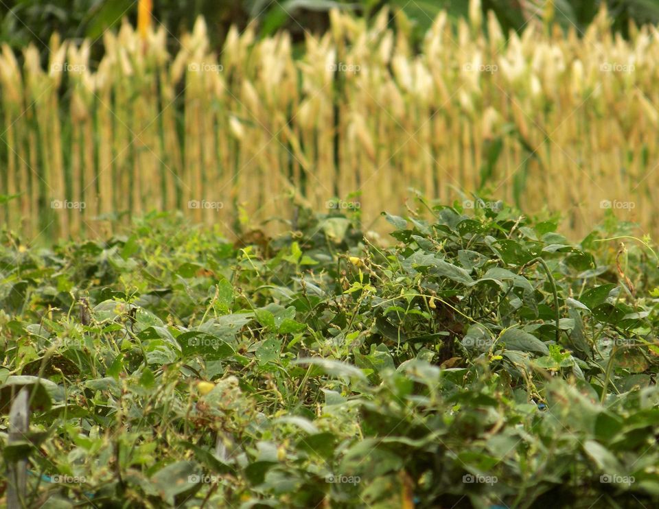 Spinach plant in the field
