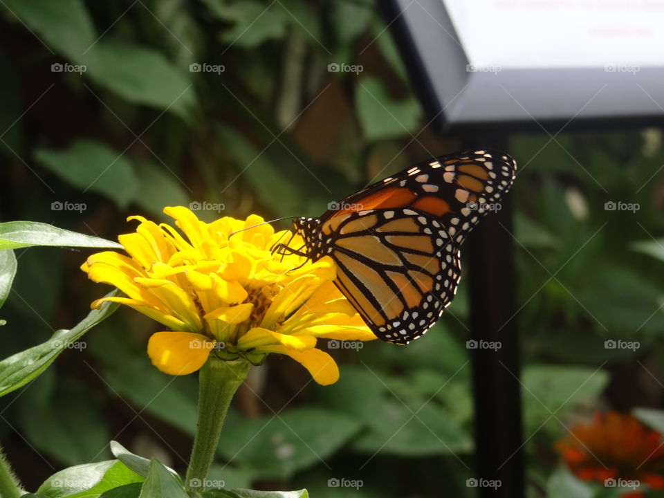 Monarch Butterfly. Monarch butterfly perched on yellow flower