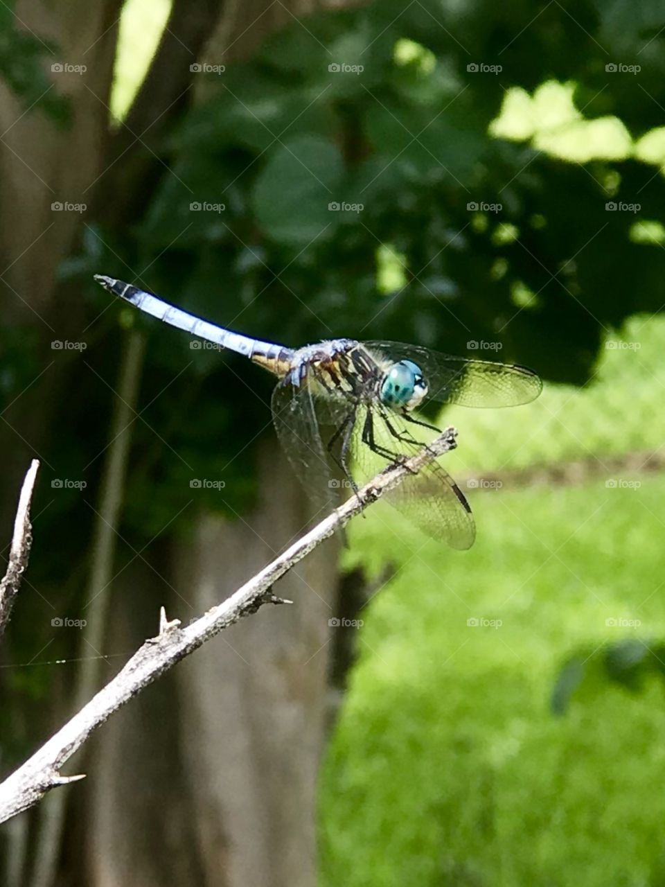 Dragonfly enjoying summer