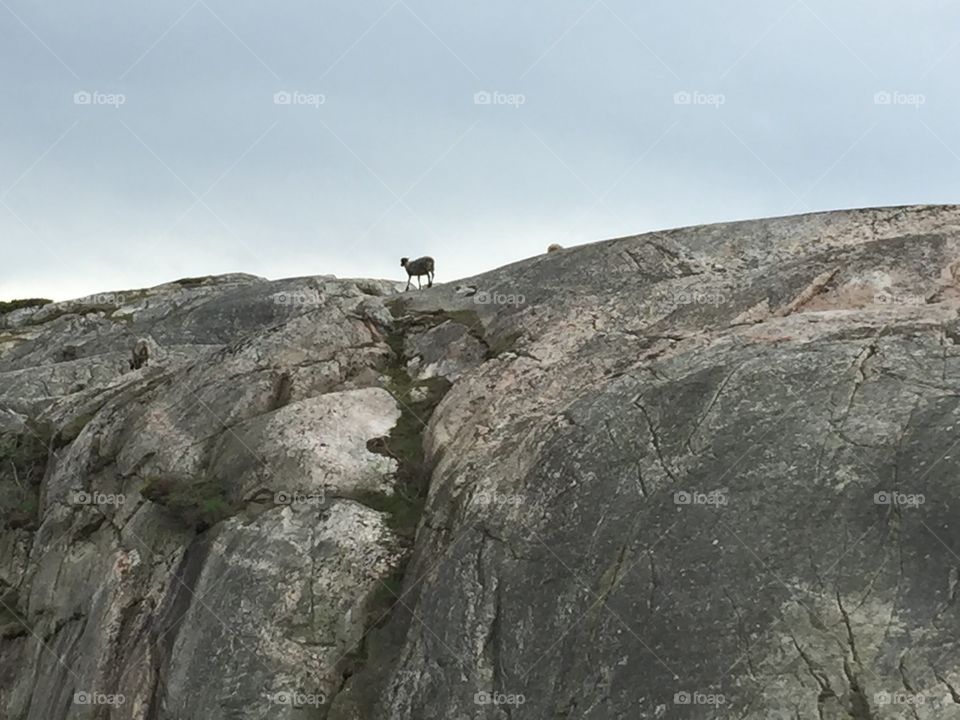 Sheep on rock