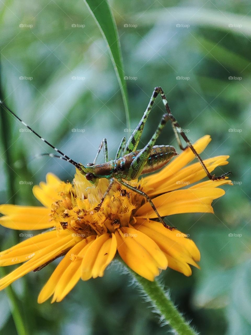 grasshopper feeding on flower