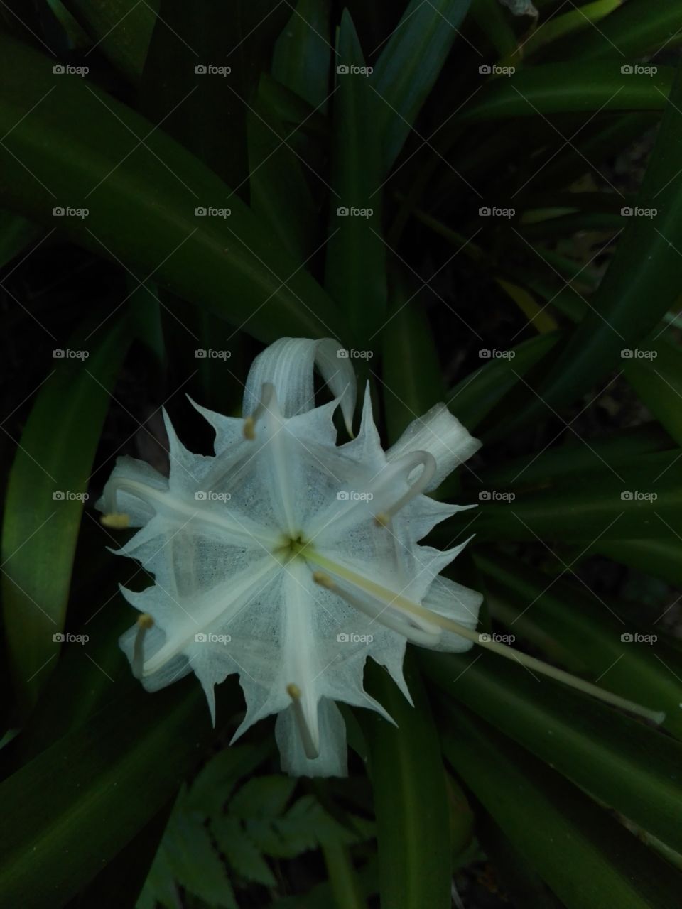 A rare beautiful white flower.