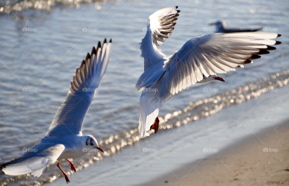 Seagulls flying over the Baltic sea