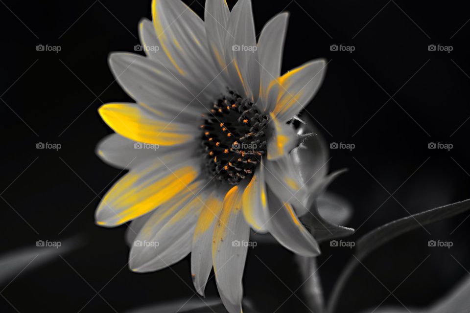 Partial sunflower :-)