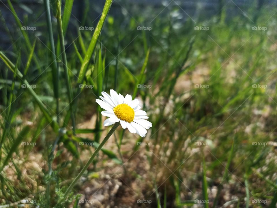 Matricaria chamomilla (synonym: Matricaria recutita), commonly known as chamomile (also spelled camomile), German chamomile, Hungarian chamomile (kamilla), wild chamomile