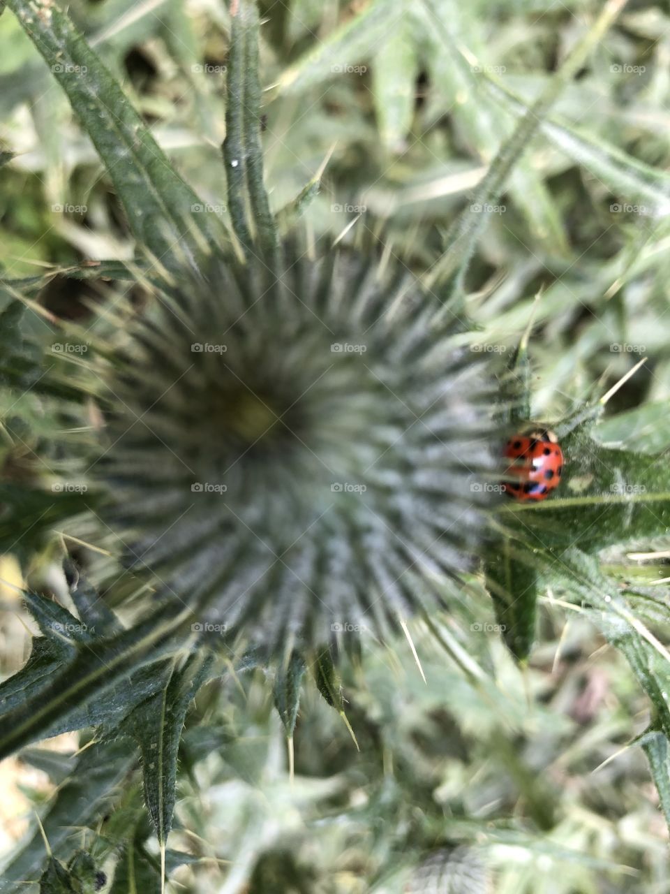 Some wild prickly nature with a nice little red and black spotted ladybird.