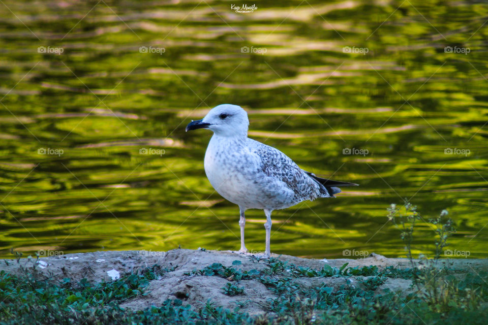 The Seagull